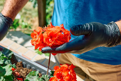 Hands of a man with black gloves replanting geraniums in flower pot on sunny balcony.