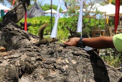 Midsection of person on rock against trees