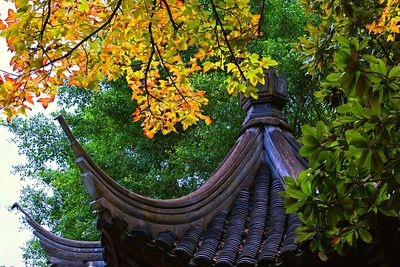 Low angle view of autumn leaves