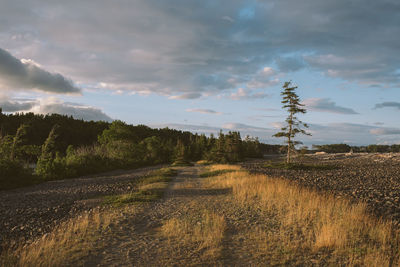 Scenic view of field against sky