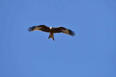 Low angle view of bird flying in sky