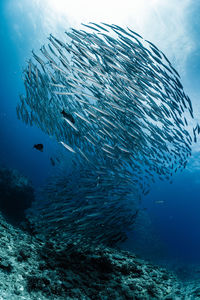 A school of australian barracuda