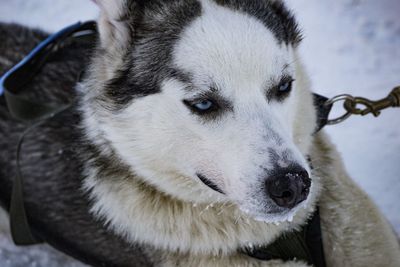 Close-up portrait of dog on snow