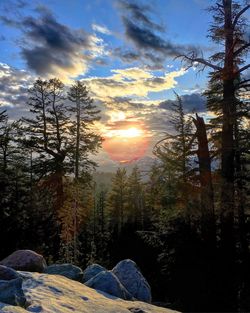 View of trees at sunset
