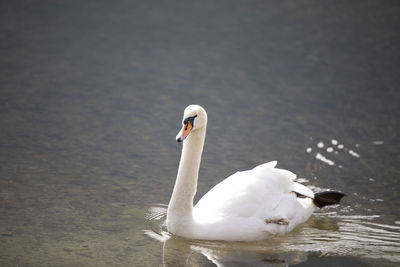 White swan swimming in lake