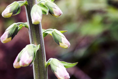 Close-up of flowering plant