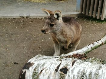 Lion in zoo