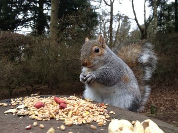 View of an animal eating