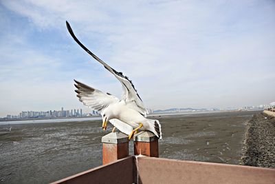 Seagulls flying over sea against sky