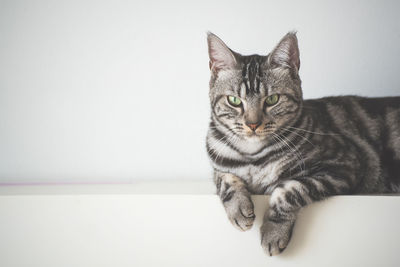 Close-up of cat sitting against white background