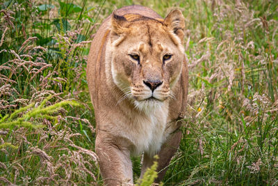 Portrait of a lion