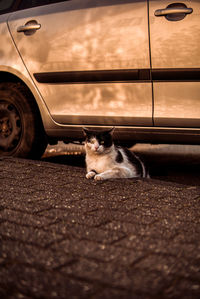 Cat lying down car