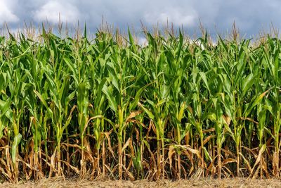 Crops growing on field against sky