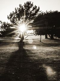 Sun shining through trees