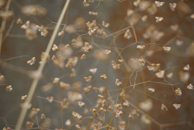 Full frame shot of flowering plants on land