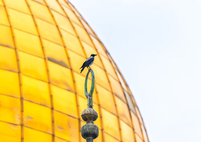 Low angle view of a bird against sky