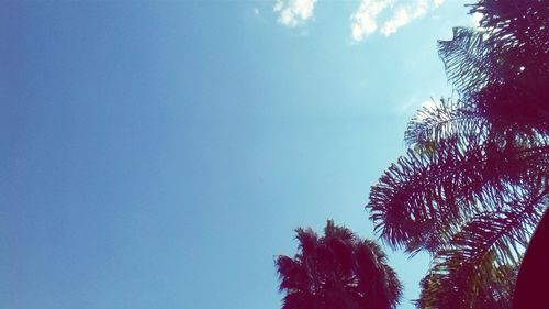 Low angle view of trees against blue sky