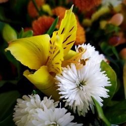 Close-up of white flowering plant