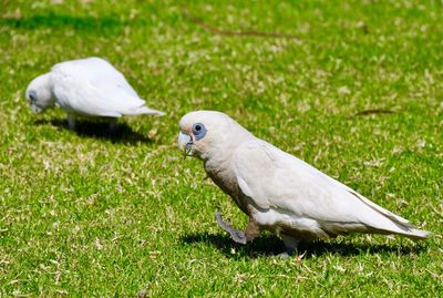 Birds on grassy field during sunny day