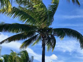 Low angle view of palm tree against sky