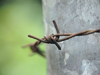 Close-up of barbed wire