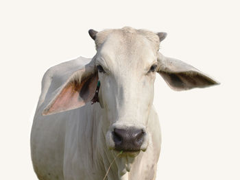 Close-up of cow