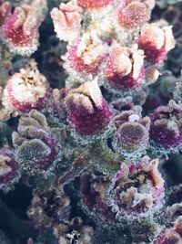 Close-up of coral in sea