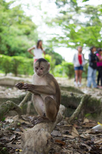 Monkey on tree