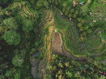 High angle view of agricultural field