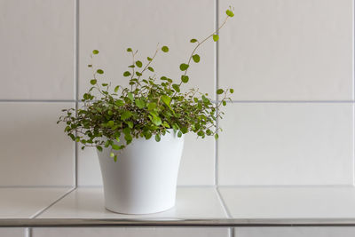 Close-up of potted plant against tiled wall