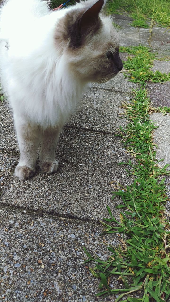 animal themes, one animal, domestic animals, mammal, pets, domestic cat, cat, feline, high angle view, dog, street, no people, outdoors, day, sunlight, nature, road, whisker, full length, grass