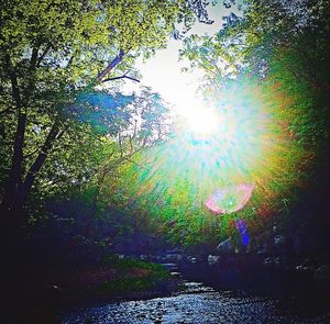 Sun shining through trees