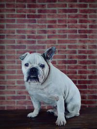 Portrait of dog sitting against brick wall