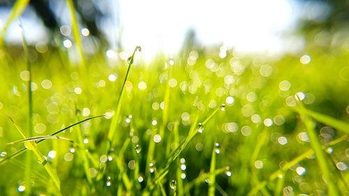 Close-up of water drops on grass
