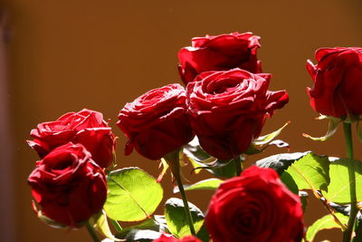 Close-up of red roses