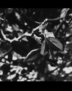 Close-up of wilted plant leaves