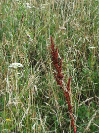 High angle view of flowering plants on field