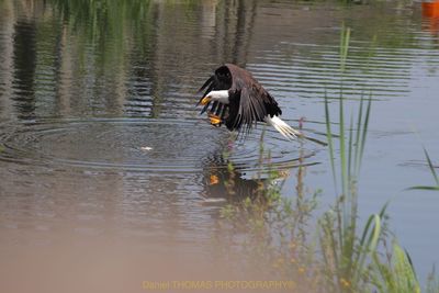 Bird flying over lake