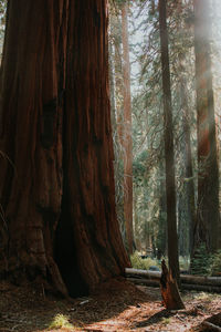 Trees growing in forest