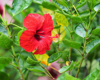 Close-up of red hibiscus on plant