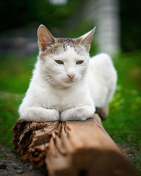 Close-up of cat sitting outdoors