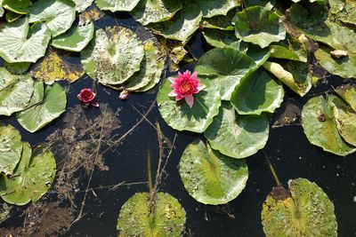 High angle view of pink water lilies and lily pads in pond