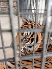 Cat in cage at zoo