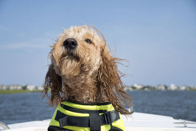 Dog looking away in sea against sky