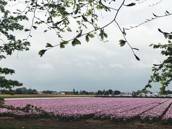 Purple flowers on field against sky