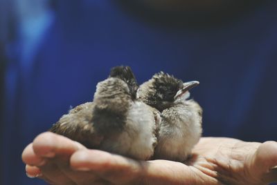 Close-up of hand holding bird against blurred background
