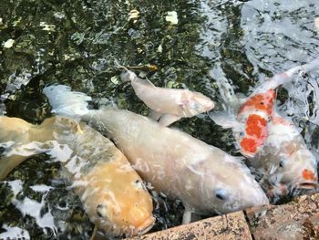 High angle view of koi fish in sea