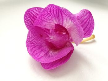 Close-up of pink flower over white background