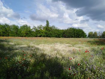 Scenic view of grassy field against sky