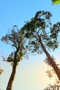 Low angle view of tree against clear blue sky